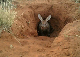 Aardvark in his hidy hole.