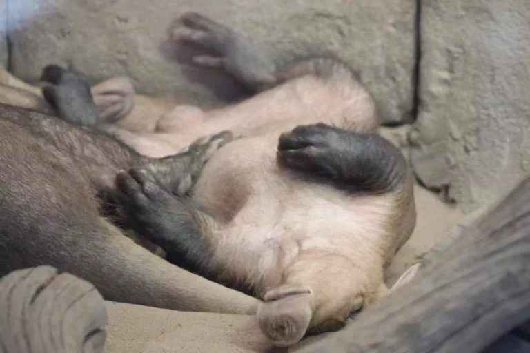 Resting Aardvark